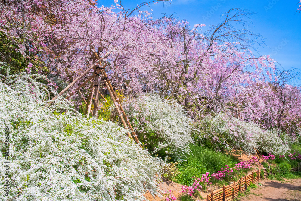 京都 原谷苑の桜