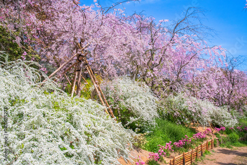 Obraz na płótnie 京都 原谷苑の桜 w salonie