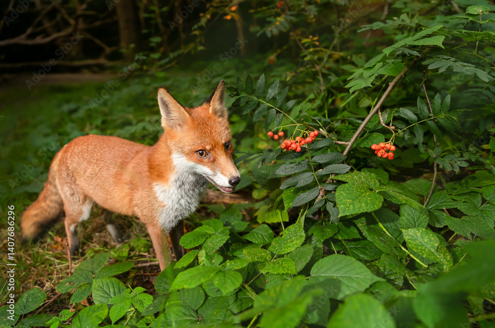 Naklejka premium Portrait of a red fox eating rowan berries in a forest