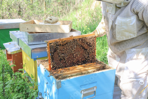 bees - The beekeeper is removing the honeycomb frame from the hive to check the situation. beekeeper working in his apiary
