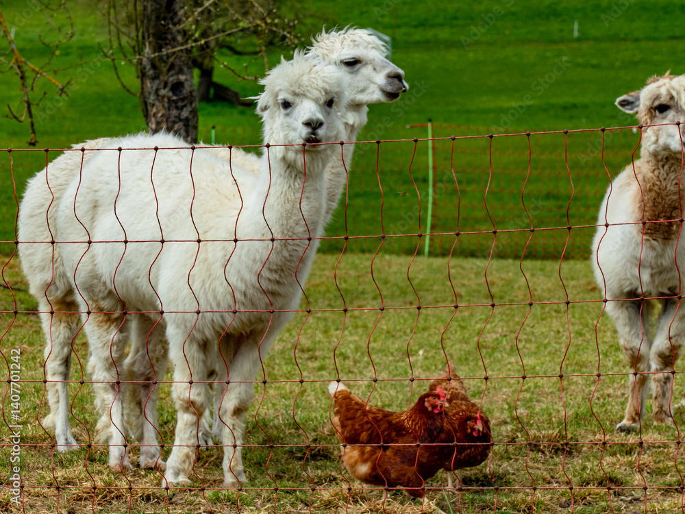 Fototapeta premium Hühner und Lamas am Hühnerwagen