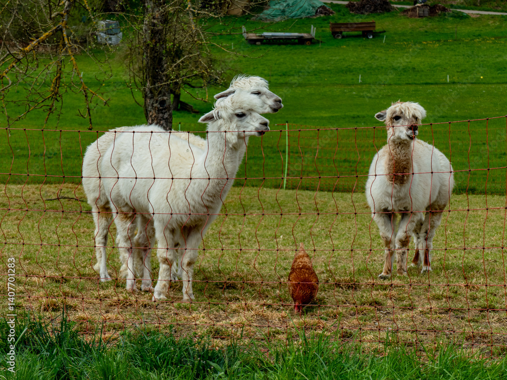 Fototapeta premium Hühner und Lamas am Hühnerwagen