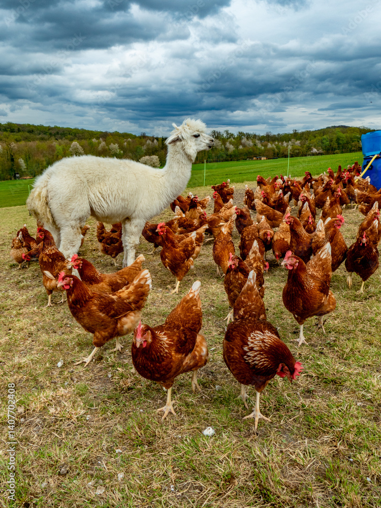 Fototapeta premium Hühner und Lamas am Hühnerwagen
