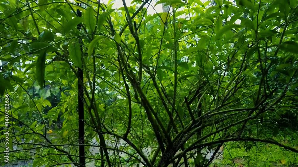Fresh Green Leaves Swaying in Natural Light Fresh Green Leaves Swaying in Natural Light