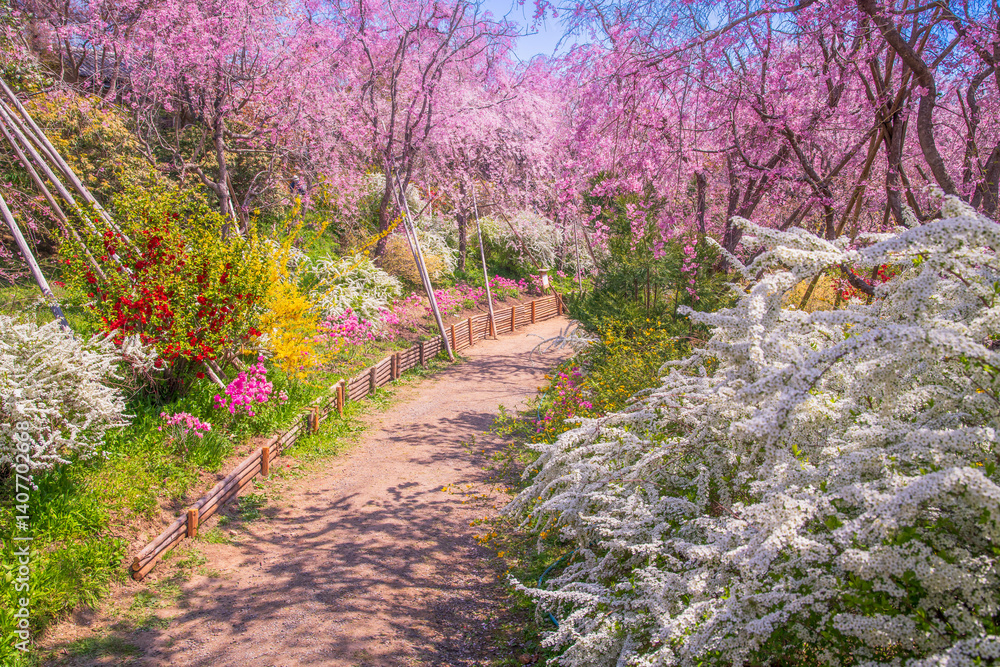 京都 原谷苑の桜