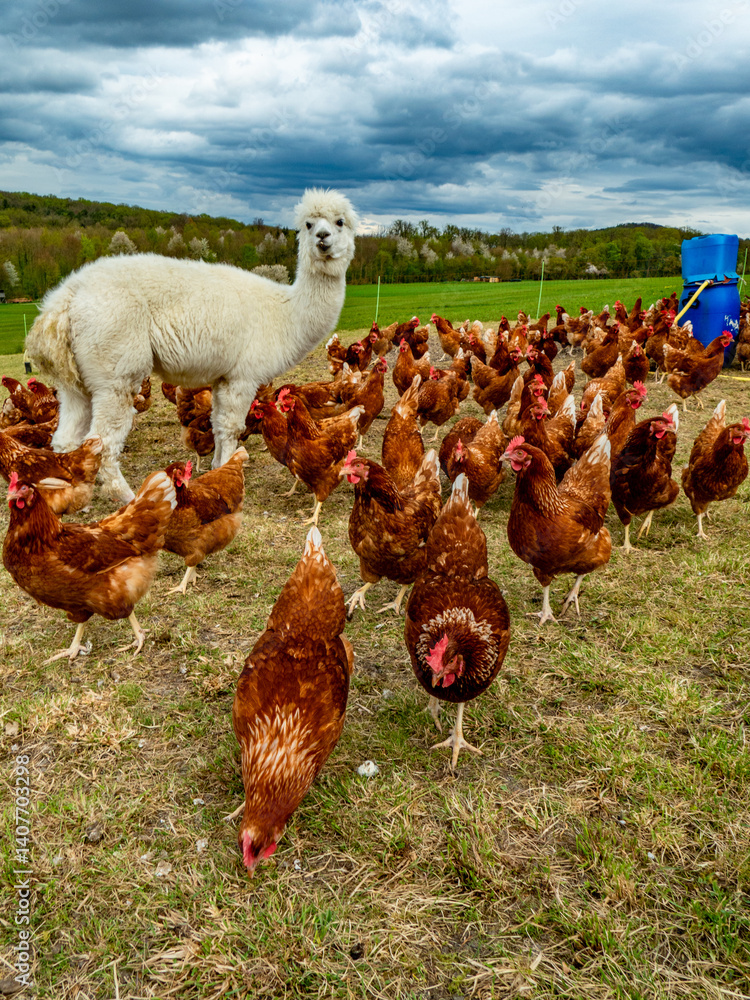 Fototapeta premium Hühner und Lamas am Hühnerwagen