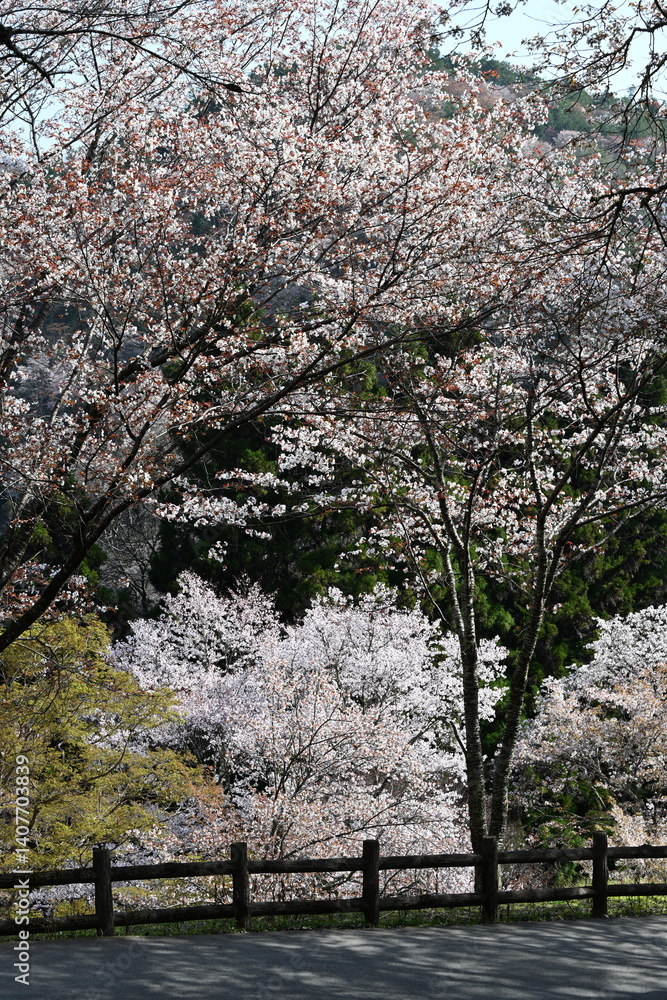 Fototapeta premium 桜の道
