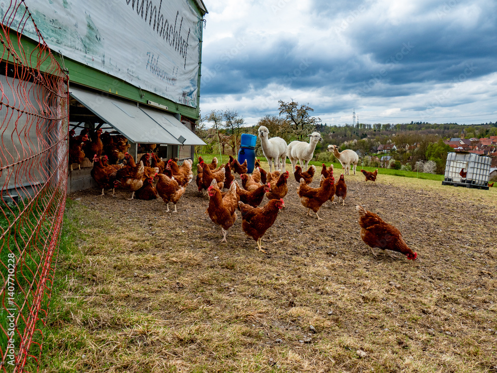 Fototapeta premium Hühner und Lamas am Hühnerwagen