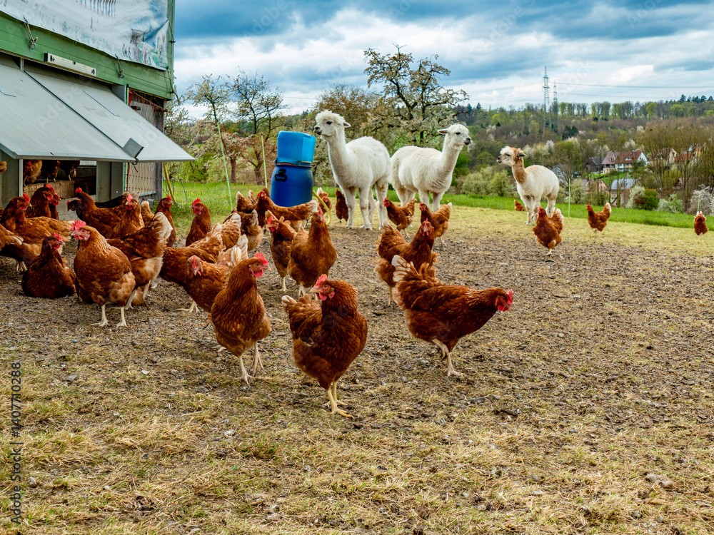 Fototapeta premium Hühner und Lamas am Hühnerwagen