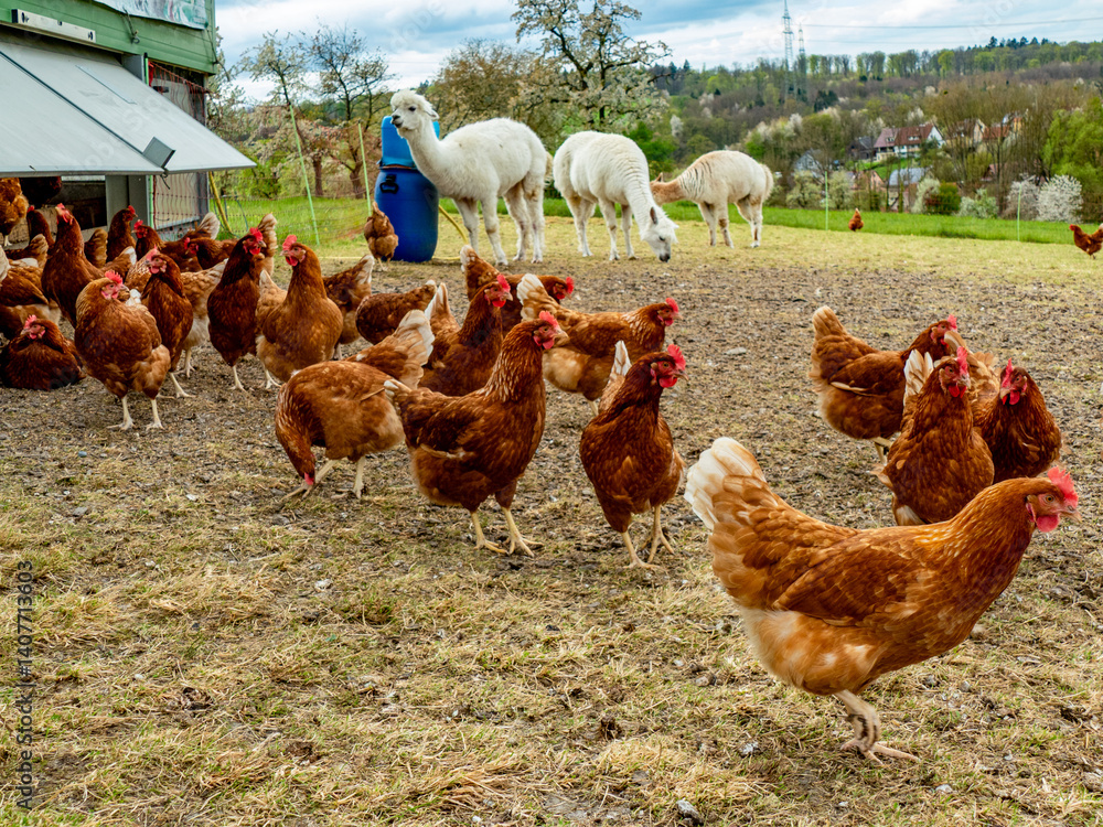 Fototapeta premium Hühner und Lamas am Hühnerwagen