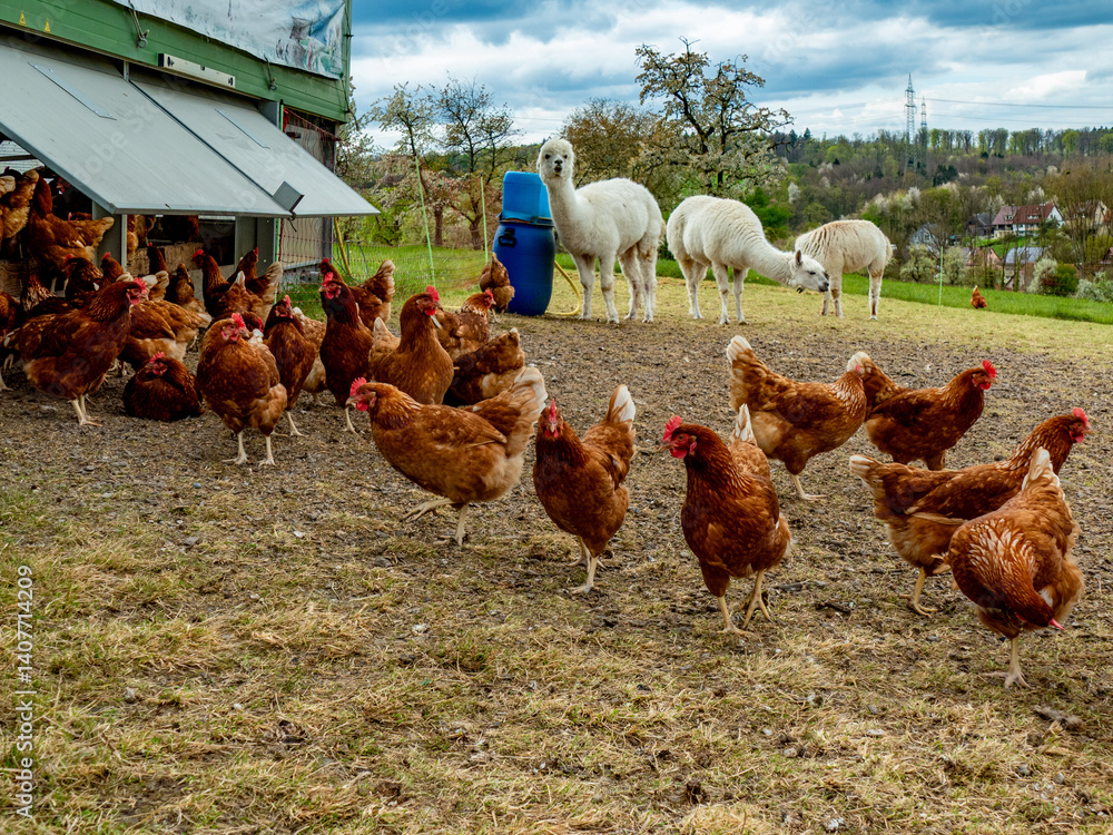 Fototapeta premium Hühner und Lamas am Hühnerwagen