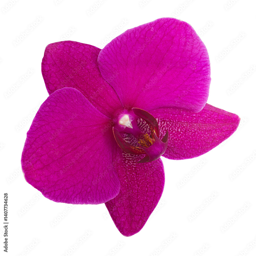 Storczyk. Orchidea.