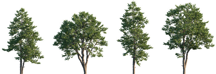 Set of Swida walteri (Cornus walteri, Walter's dogwood) frontal street trees isolated png on a transparent background perfectly cutout