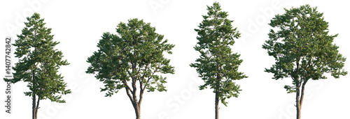 Set of Swida walteri (Cornus walteri, Walter's dogwood) frontal street trees isolated png on a transparent background perfectly cutout