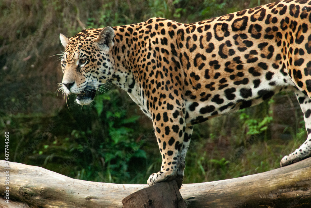 Naklejka premium Jaguar in its natural habitat