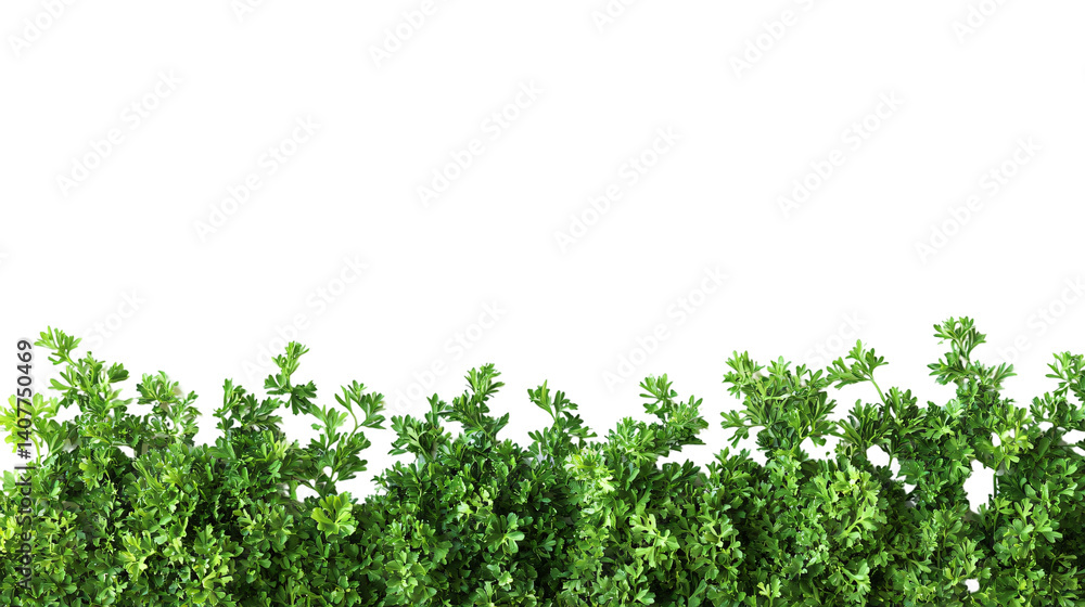 Fresh Parsley Isolated on White Background: Culinary Herb for Cooking and Garnishing Fresh Parsley Isolated on White Background: Culinary Herb for Cooking and Garnishing