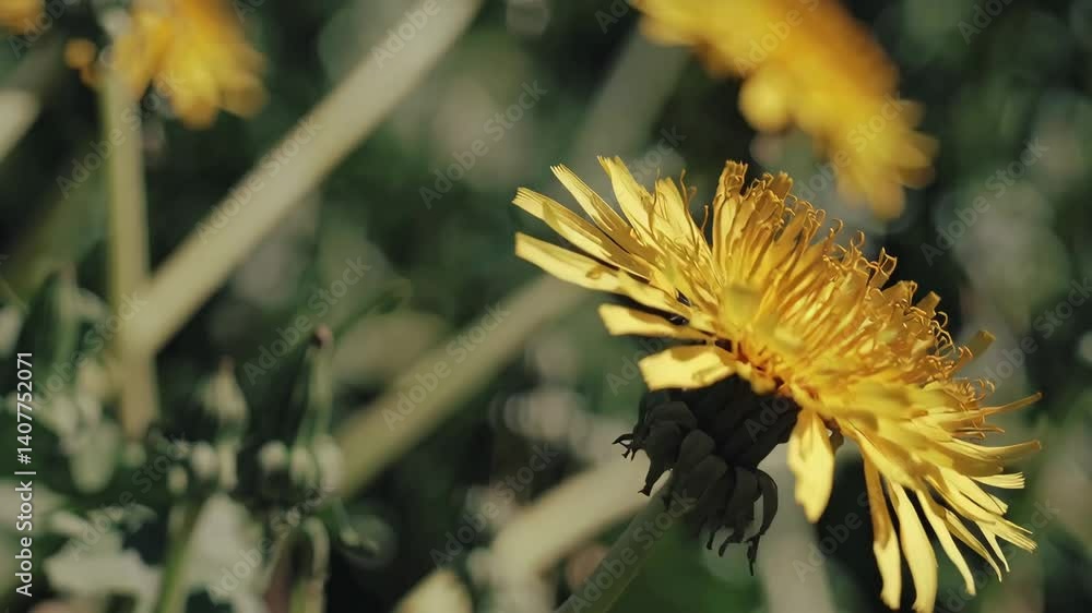 Timelapse of vibrant yellow dandelion blooming in sunlit garden with greenery background Timelapse of vibrant yellow dandelion blooming in sunlit garden with greenery background