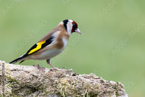 A close up of  single Goldfinch perched on a tree branch with a smooth cean background
