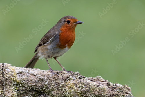 A close up of a single robin sat on a tree branch with a clean smooth background