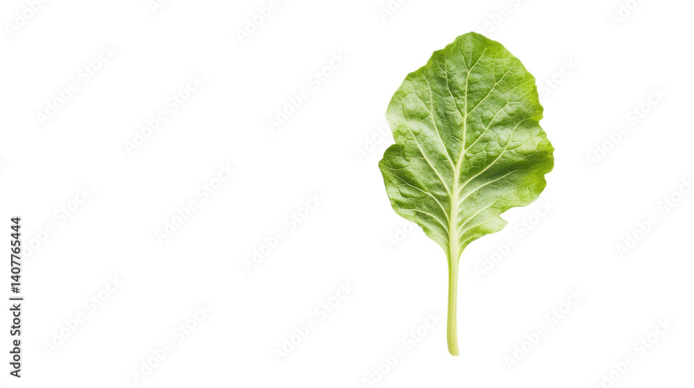 Vibrant Leaf: A close-up of a single, vividly green leaf, showcasing the intricate patterns and textures of nature's design, symbol of the Earth. Vibrant Leaf: A close-up of a single, vividly green leaf, showcasing the intricate patterns and textures of nature's design, symbol of the Earth.