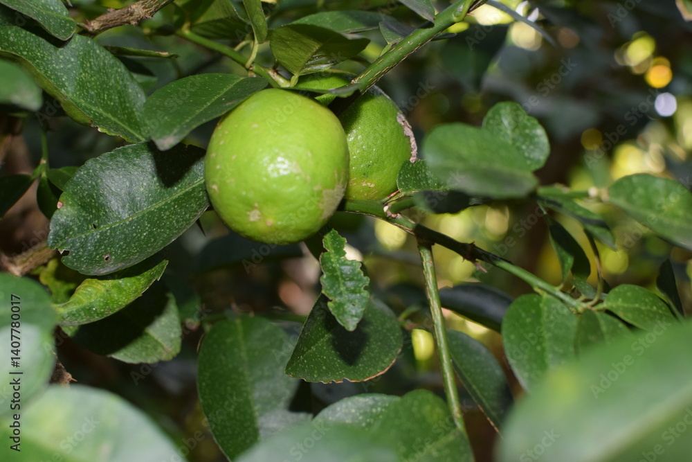 Branches of green lime tree with ripe fruits growing in orchard on summer day. Fresh oranges are hung from trees at an orange orchard with with Bokeh background. green fresh lime in dark lime tree Branches of green lime tree with ripe fruits growing in orchard on summer day. Fresh oranges are hung from trees at an orange orchard with with Bokeh background. green fresh lime in dark lime tree