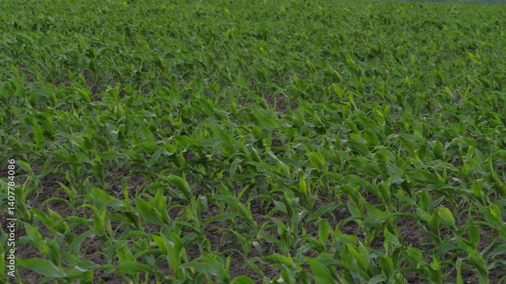 corn field leaf sprout green, agriculture, fresh corn sprout agriculture field row, Bright moist cornfield harvest sunlight agribusiness background closeup up plants walking agriculture crop day corn field leaf sprout green, agriculture, fresh corn sprout agriculture field row, Bright moist cornfield harvest sunlight agribusiness background closeup up plants walking agriculture crop day