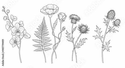 Elegant Floral Line Art Collection of Orchid, Fern, Poppy, and Thistle