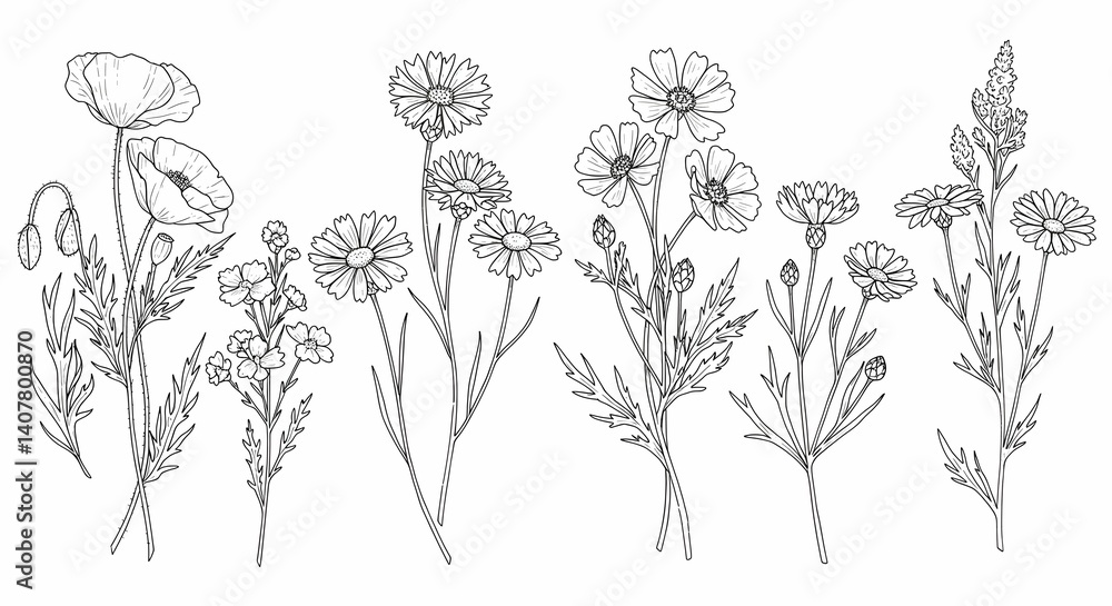 custom made wallpaper toronto digitalDetailed Floral Line Art of Wildflowers for Botanical Illustration Designs