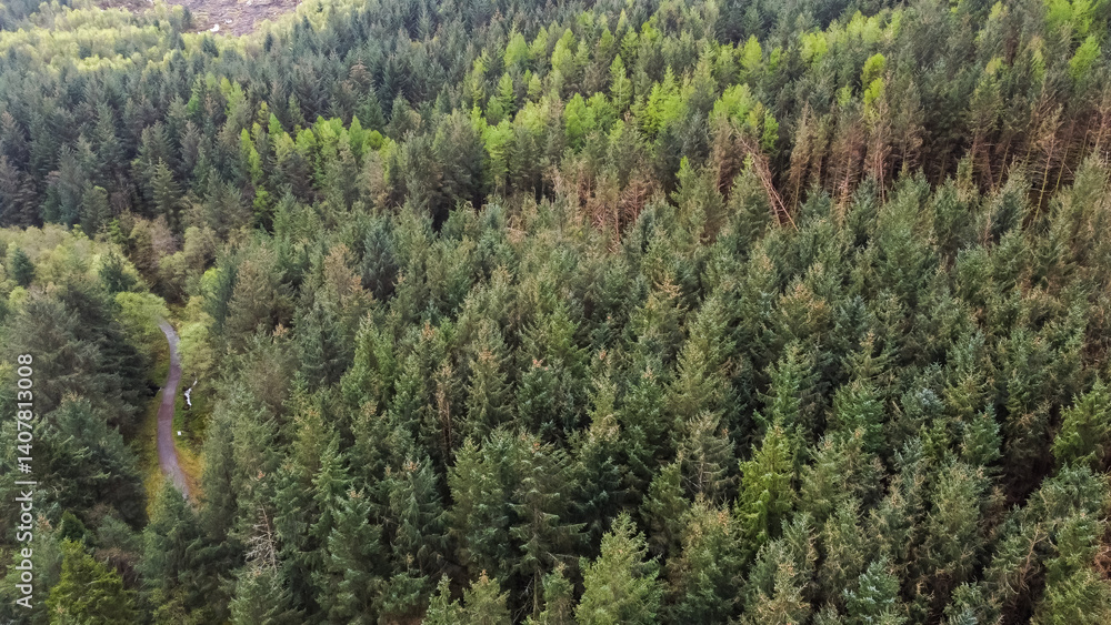Aerial view of coniferous forest Aerial view of coniferous forest