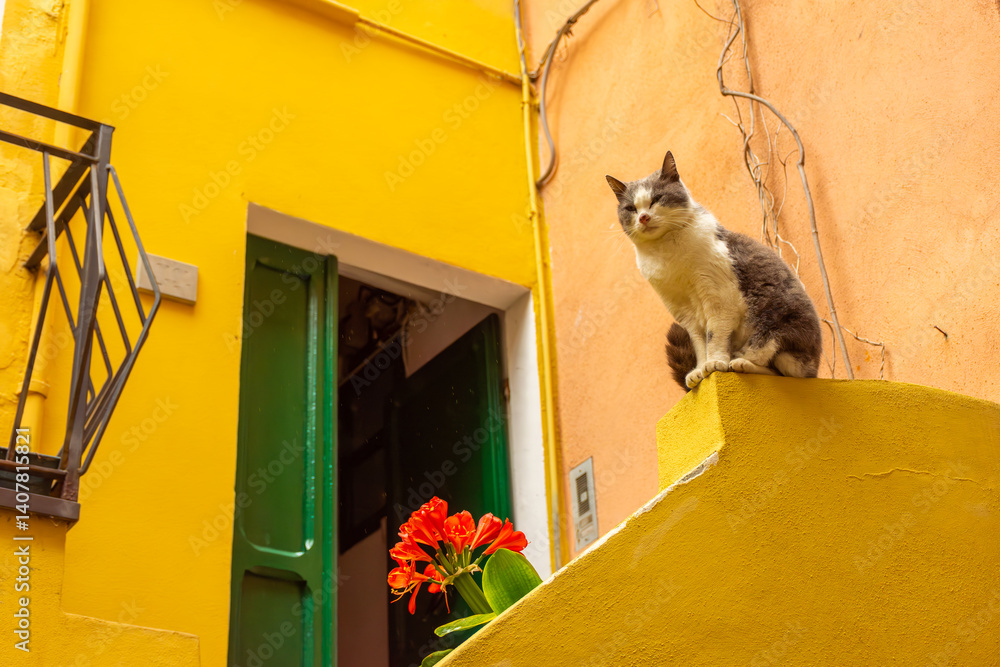 A cat over a yellow background in the city center of Vernazza, Italy