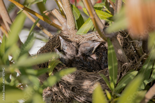 Baby blackbird in the nest 10 days old
