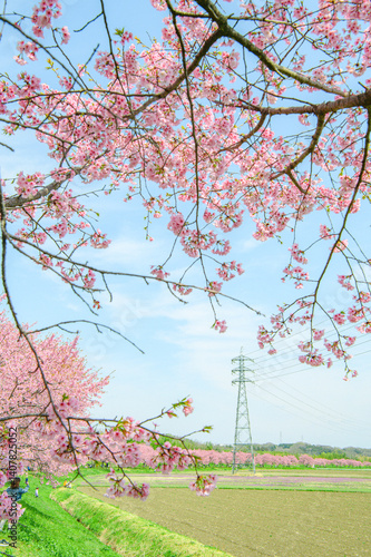Wallpaper Mural  3月の北浅羽桜堤公園  Torontodigital.ca