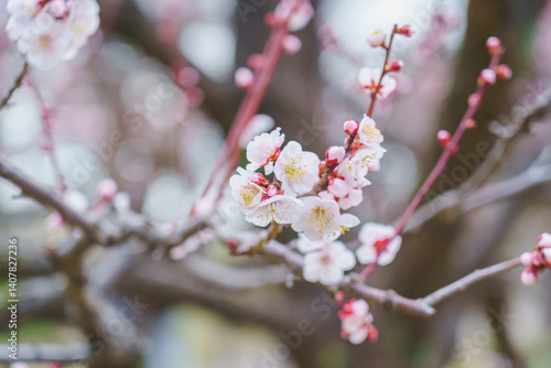 Pink plum blossoms on the branches