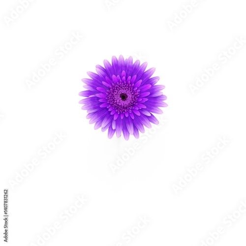Soft Purple Gerbera Flower Top View