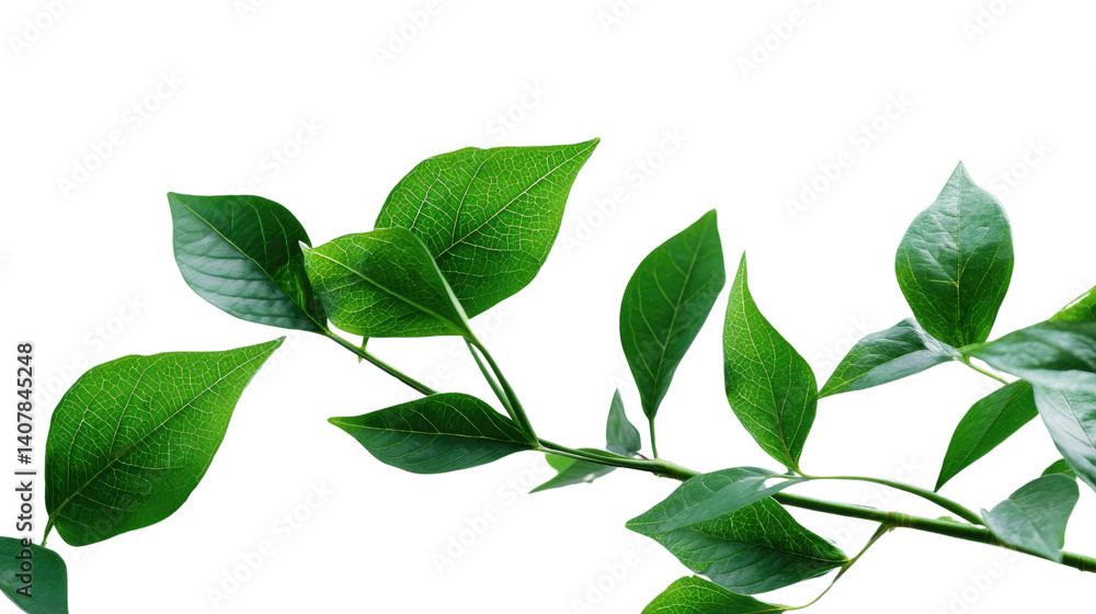 Fototapeta premium Serene Branch: Delicate leaves, embodying freshness and vitality, gracefully stretch across the frame. A symbol of the natural world. 