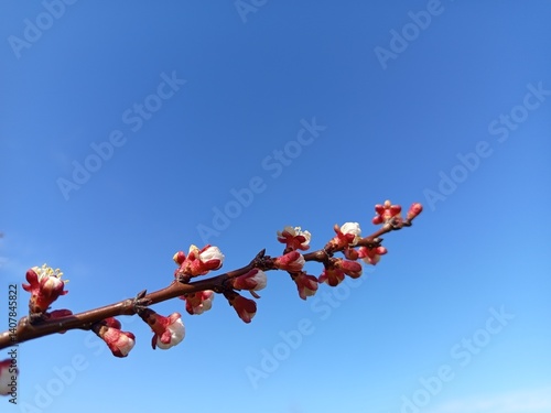  Apricot branch in early bloom against a clear blue sky.