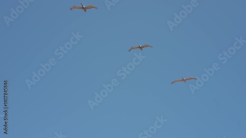 Seagulls flying in Tayrona, Colombia