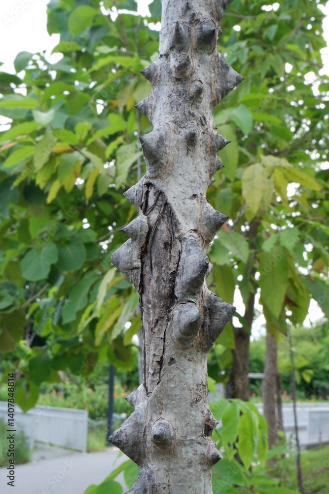 Fototapeta premium Close-up of Silk Floss Tree thorn trunk.