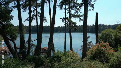 Large number of arbutus trees growing on the waterfront of View Royal, Victoria, Canada