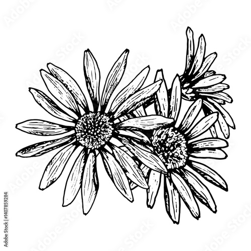 Black and white botanical illustration of three blooming wildflowers. Ideal for tea packaging, skincare labels, greeting cards for spring holidays, or rustic wedding invitations and herbal products.