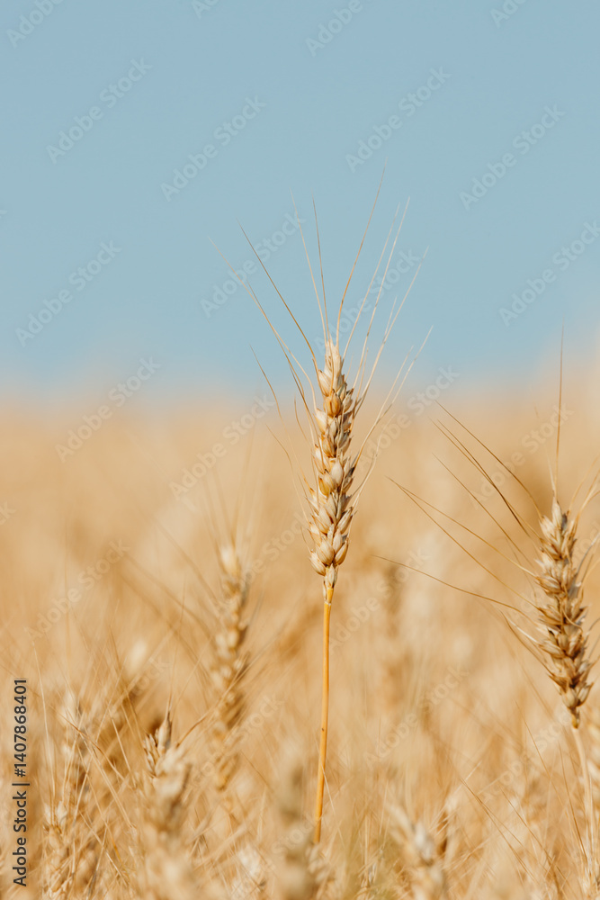Fototapeta premium golden wheat field