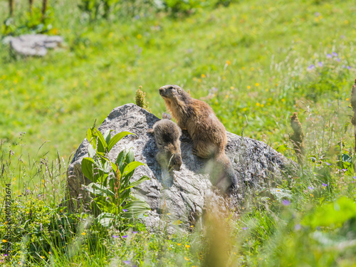 Marmots resting on a rock in alpine meadow