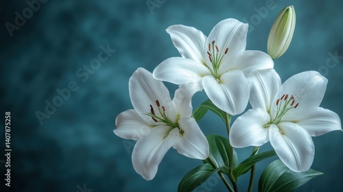 branch of white lilies flowers mourning or funeral background condolence card,copy space for text,stock photo