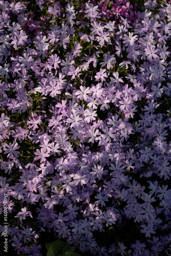 purple flowers background. Close-up of blooming blue flowers in green grass. Blooming flowers in spring in the garden purple flowers background. Close-up of blooming blue flowers in green grass. Blooming flowers in spring in the garden