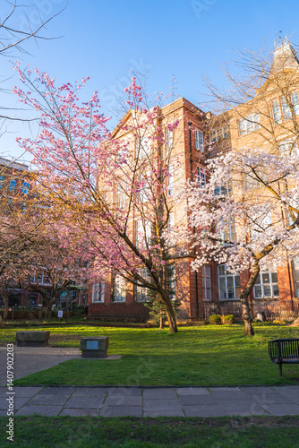 A serene park in Manchester featuring cherry blossom trees, a red brick historic building with large windows, grassy areas, walkways, and benches.