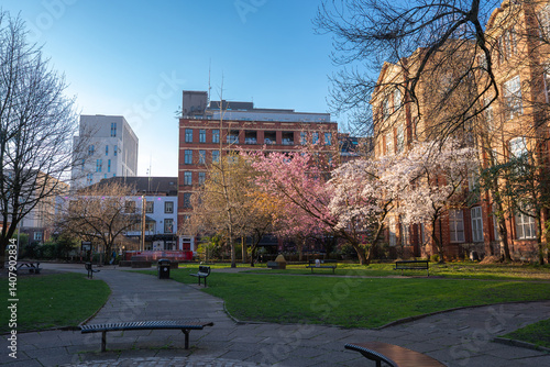 Obraz na płótnie A tranquil park in Manchester featuring cherry blossom trees, red brick buildings, modern architecture, green lawns, and paved walkways under a clear blue sky. w salonie