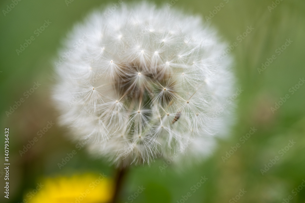 Fototapeta premium Pusteblume in Nahaufnahme