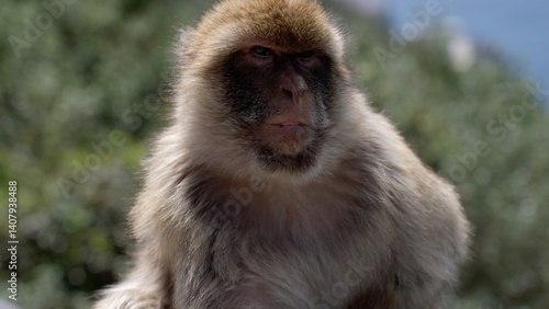 Barbary macaque sitting on a railing contemplating the Strait of Gibraltar in Gibraltar
