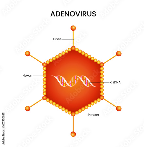 Schematic Diagram of Adenovirus Structure