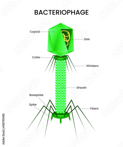 Diagram of Bacteriophage Detailed structure